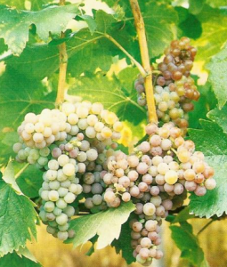 Zierfandler Grapes Hungarian Cirfandli Wine